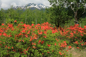 レンゲツツジ咲く乗鞍高原