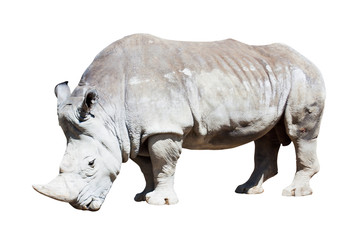 Fototapeta premium rhinoceros over white