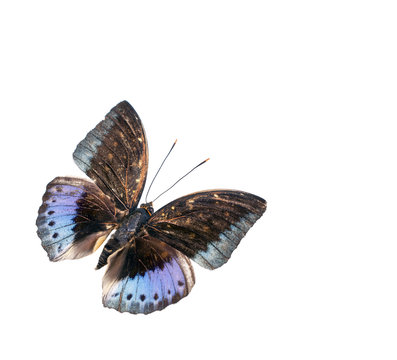 Blauer Schmetterling – Archduke