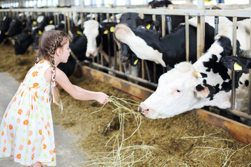 Cute little girl in dress gives hay for cow in long stall.