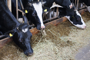 Black and white cow stands in big stall and eat hay at big farm.