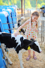 Happy little girl strokes black and white calf at cow farm
