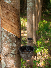 rubber tree,farm