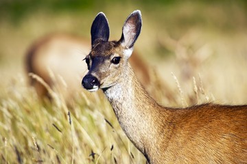 Young Elk © Tomasz Zajda