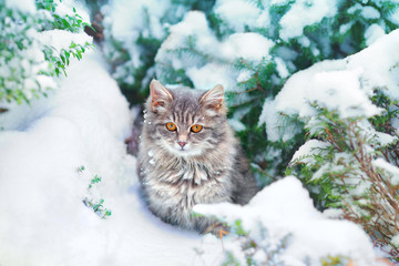 Cute kitten sitting on the snowy pine tree