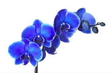 Photo sur Plexiglas Orchidée Orchis
