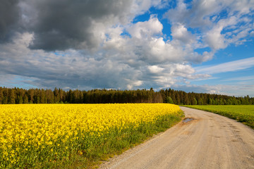 Country road and rapeseed field