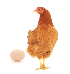 brown hen with egg