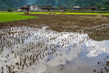 Fototapeta na wymiar Bac Son Rice Field