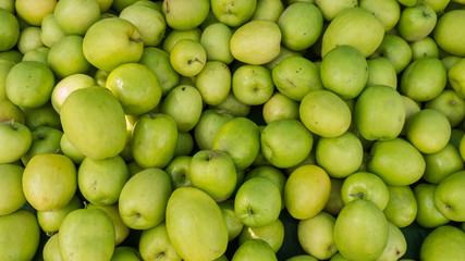 Milk Jujub,the monkey apple grow in Wang Num Keaw,Thailand