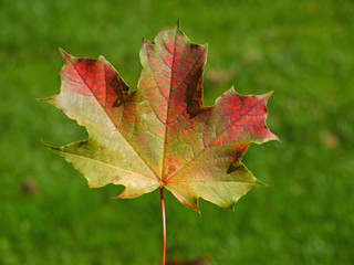 Ahornblatt aus Kanada