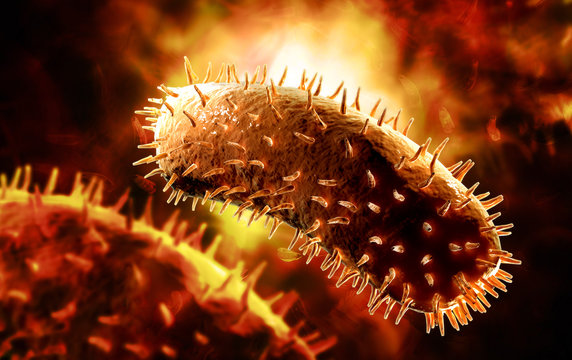 Rabies Virus