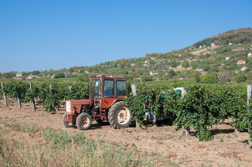 Obraz premium zur Weinlese in Badacsony am Balaton in Ungarn