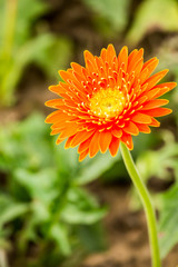gerbera flower in chiangmai province Thailand