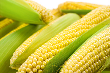 Corn with leaves