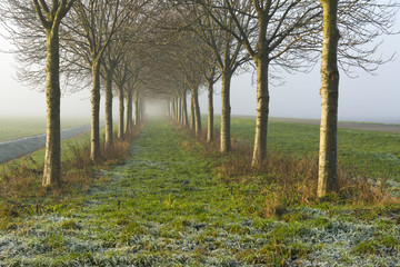 Double row of trees in a field with hoarfrost