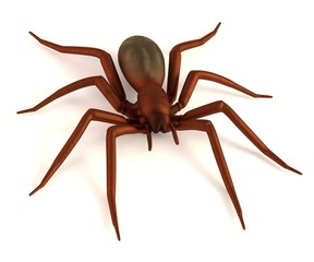 realistic 3d render of amaurobius