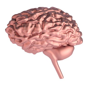 realistic 3d render of brain