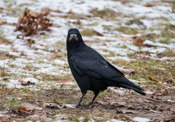 Rook