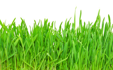 Fototapeta premium Green grass