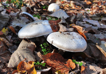 Autumn wild mushrooms,edible,reddish