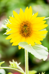sunflower in chiangmai province Thailand