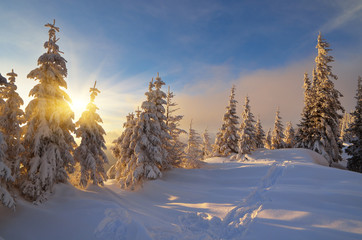 Obraz premium Sunny winter evening