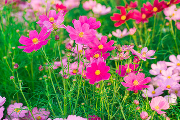 The color of Cosmos Flower