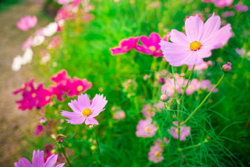 Pink Cosmos flower family compositae