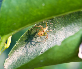 lynx spider on green leaf