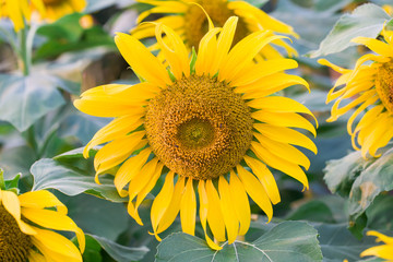 sunflower on a summer day