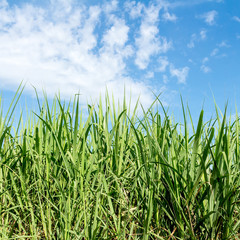 Sugarcane and blue sky