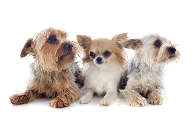 yorkshire terriers and chihuahua