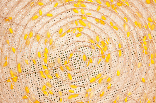 Silkworm cocoon detail many silkworm yellow