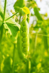 Peas growing