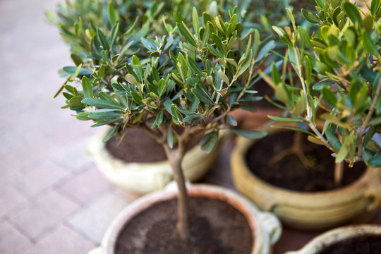 Jeunes oliviers en pot sur une terrasse en Provence 