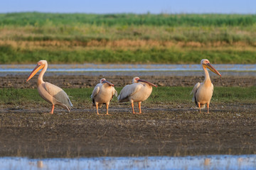 white pelicans (pelecanus onocrotalus)