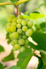 green grapes growing