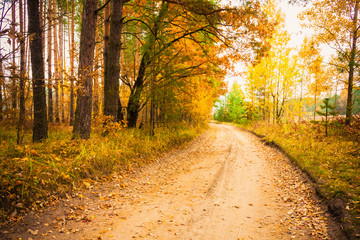 Colorful autumn trees in forest