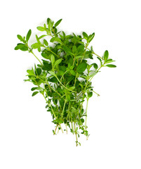 thyme isolated on white background