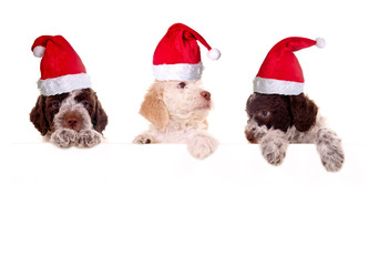 Lagotto Romagnolo Welpen mit Nikolausmützen