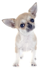 puppy chihuahua