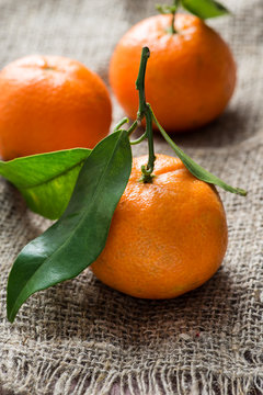 Tangerines with leaves over rustic background