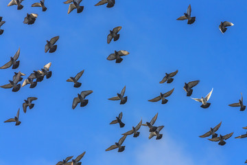 Doves And Pigeons In Flight
