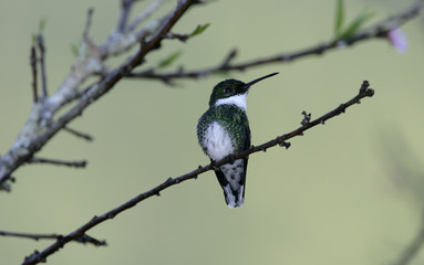 White-throated hummingbird, Amazilia chionogaster