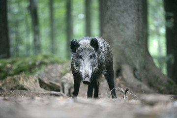 Wild boar, Sus scrofa