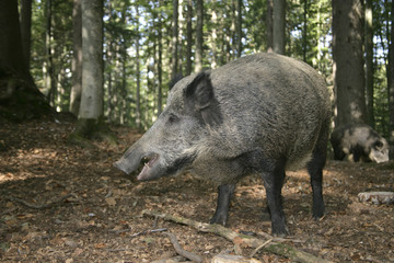 Wild boar, Sus scrofa
