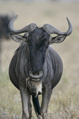 Wildebeest,  Connochaetes taurinus