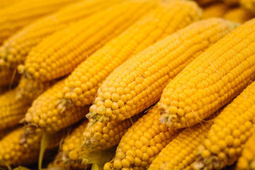 fresh yellow corn vegetable