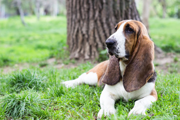 Cute Basset dog lying down and looking away in the park